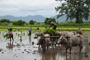 rice field Myanmar