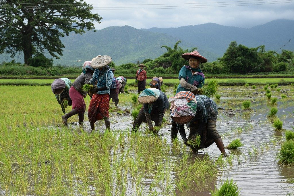 rice field Myanmar